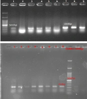 Jundishapur J Microbiol